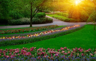 Yeşil çimenler, ağaçlar ve güneş ışığında açan çiçeklerle dolu bahar çiçeği parkı.