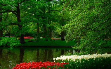 Çiçek açan bahar çiçekleri ve yeşil çimenleri olan bahçe. 