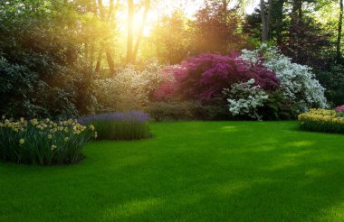 Yeşil çimenler, ağaçlar ve güneş ışığında açan çiçeklerle dolu bahar çiçeği parkı.