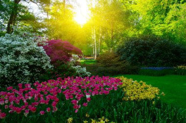 Yeşil çimenler, ağaçlar ve güneş ışığında açan çiçeklerle dolu bahar çiçeği parkı.