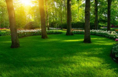 Yeşil çimenler, ağaçlar ve güneş ışığında açan çiçeklerle dolu bahar çiçeği parkı.