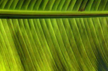 Yeşil yaprak dokusunu kapat, doğal bitki arkaplanı