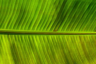 Yeşil yaprak dokusunu kapat, doğal bitki arkaplanı