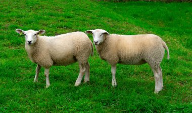 Güneşli bir günde yeşil çimenlikteki bir çayırda koyun