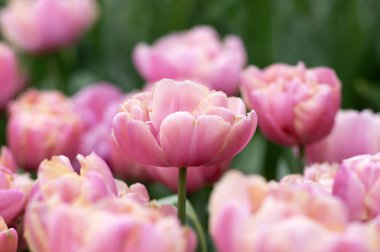 Parlak renkli arka planda açan laleler.