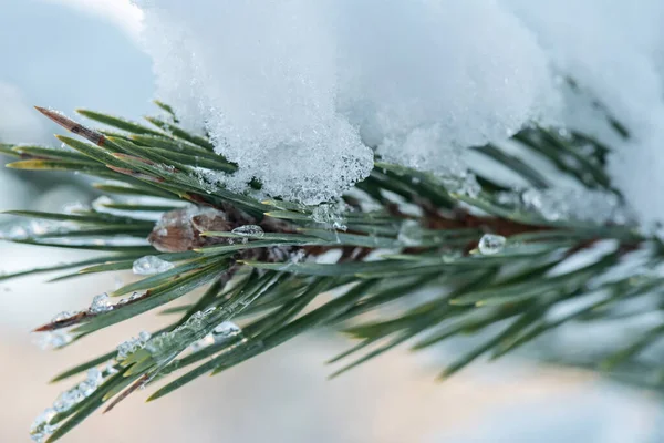 Close Macro Photo Needles Green Spruce Snow Outdoor Selected Focus — Stock Photo, Image