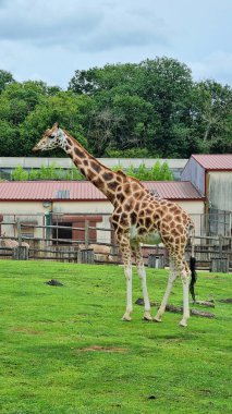 A giraffe stretches its long neck and legs while roaming in a wildlife park surrounded by lush greenery. clipart