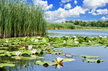 Dinyeper Deltası 'ndaki mavi bir gökyüzünün arka planında güzel nilüferleri olan resimli orman gölü. Dinyeper nehri, Kherson bölgesi, Ukrayna