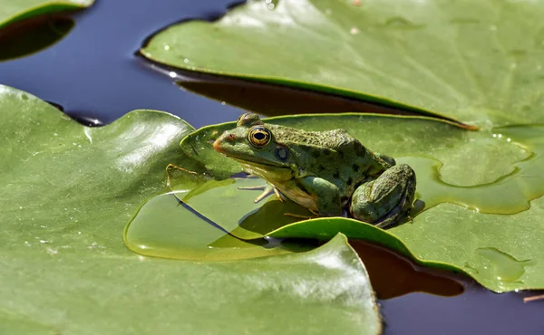 Marsh Frog Sitting Water Lily Leaf Picturesque Forest Lake Dnieper — Stock Photo, Image