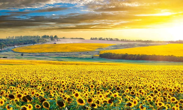 Zonnebloemenoogst Bij Zonsondergang Bij Zee Van Azov Oekraïne — Stockfoto