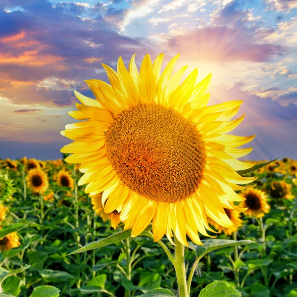 Close Ripe Sunflower Evening Sky Sunflower Field Sunset Ukraine — Stock Photo, Image