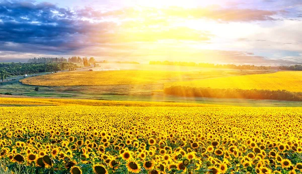Malerischer Sonnenuntergang Über Dem Sonnenblumenfeld — Stockfoto