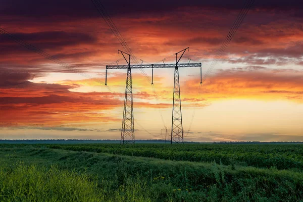 Overhead Power Line Transmission Tower Field Young Sunflower Colorful Sunset — Stock Photo, Image