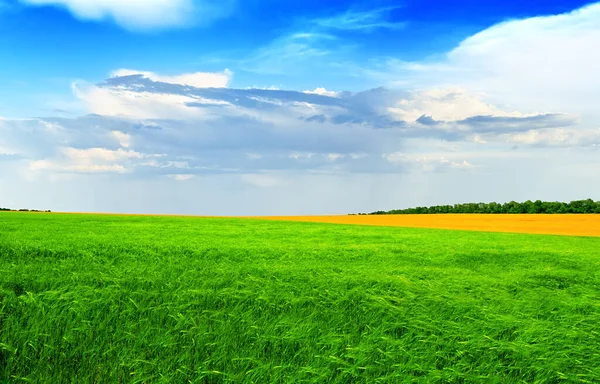 Groene Tarweveld Tegen Een Blauwe Lucht Brigh Zomerdag Zomer Landschap — Stockfoto