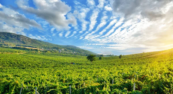 Ladang Tak Berujung Kebun Anggur Terhadap Latar Belakang Pegunungan Krimea — Stok Foto