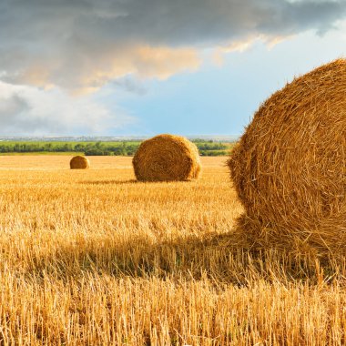 Sheaves of wheat straw and stubble in a field of harvested wheat against the backdrop of a dramatic sky near Mariupol in Ukraine before the war 2022