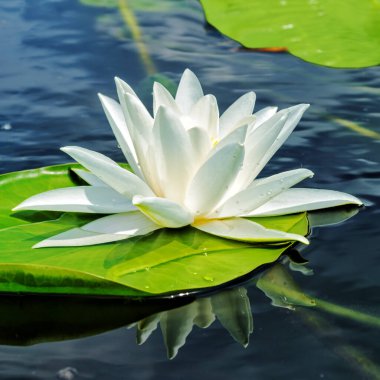 Bir orman gölünün berrak sularında yeşil yapraklarla kaplı bir arka planda zarif beyaz zambak