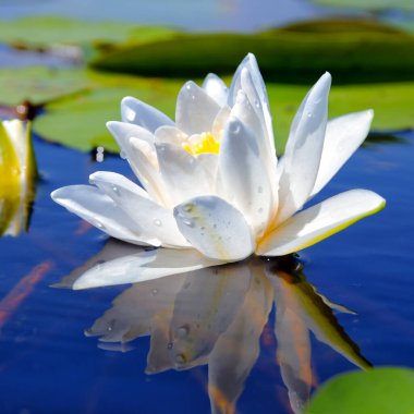 Bir orman gölünün mavi suyundaki beyaz zambak yeşil yaprakların arka planında