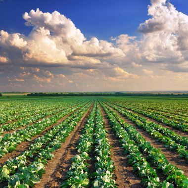 Batan güneşin ışınlarında genç lahana tarlasının resmedilmiş manzarası