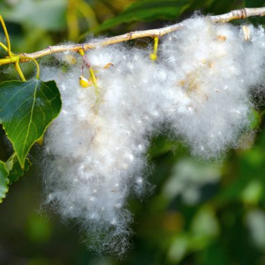 Yeşil yaprakları arasında şube üzerinde Poplar kabartmak