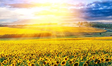 Ufukta bitmeyen ayçiçeği tarlaları var. günbatımında