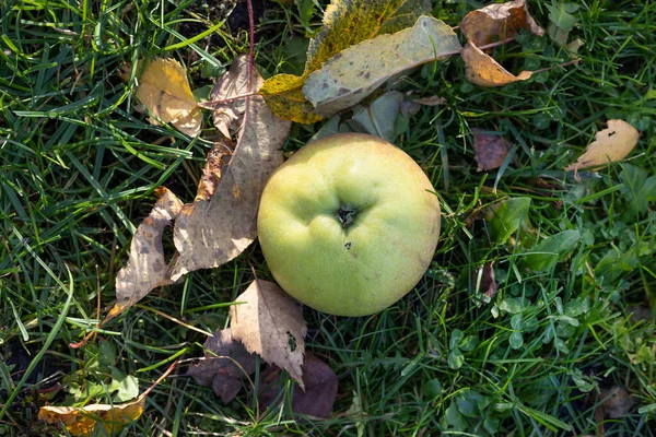 Stock image fresh autumn apple on green grass and yellow leaves background, top view