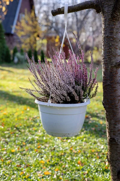 秋の花は家の近くの庭の植木鉢に咲く — ストック写真