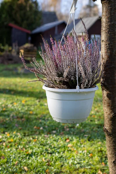 秋の花は家の近くの庭の植木鉢に咲く — ストック写真