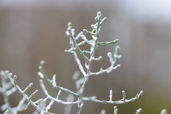 Рослина Краплями Води Восени Макро Вибірковий Фокус — стокове фото
