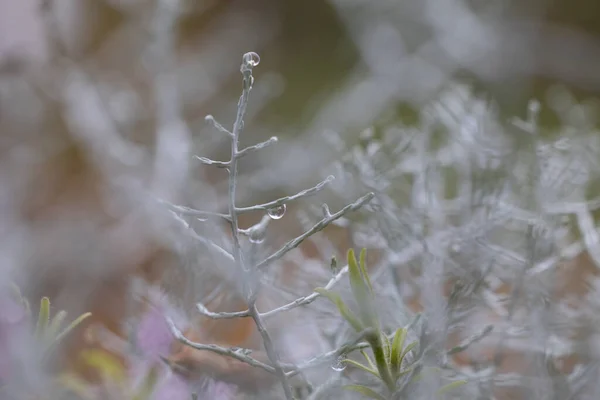 Рослина Краплями Води Восени Макро Вибірковий Фокус — стокове фото
