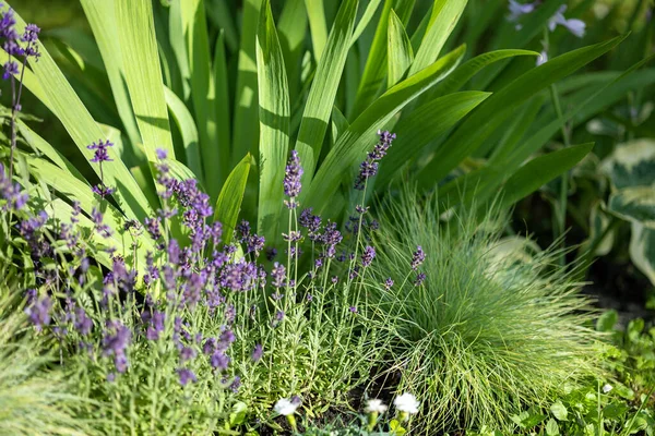 Hermoso Macizo Flores Con Lavanda Iris Jardín —  Fotos de Stock