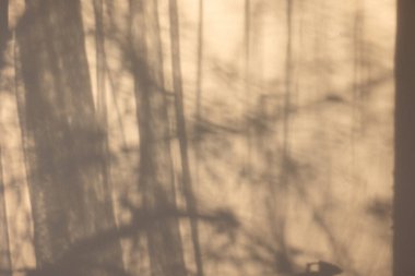 reflection of tree branches and curtains on the wall