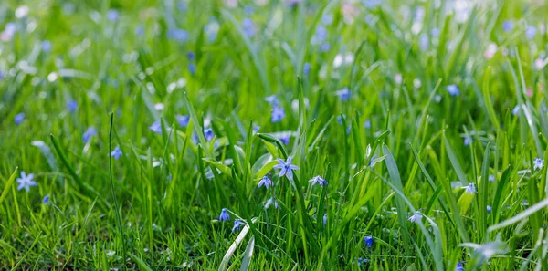 stock image beautiful blooming blue spring flowers Siberian Squill background, scilla siberica 