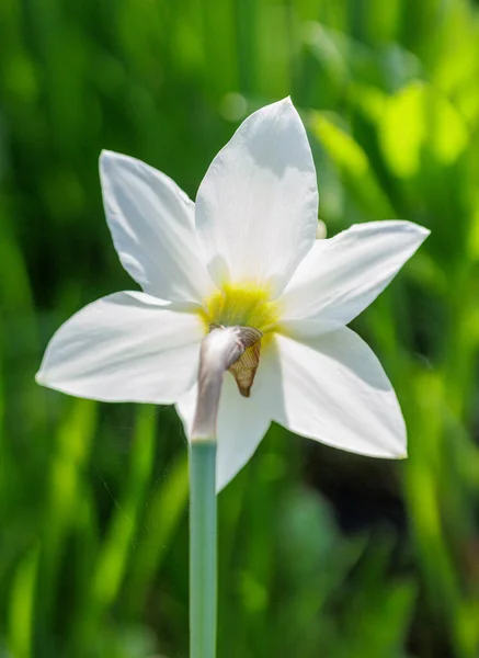 Vacker Blommande Påsklilja Grönt Gräs Bakgrund Selektivt Fokus — Stockfoto