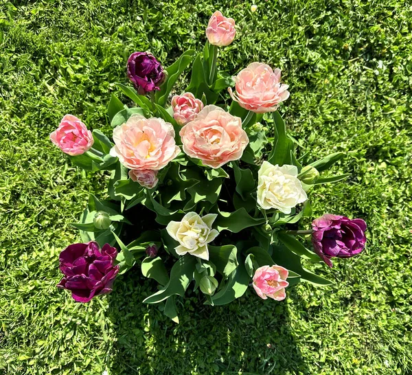 Çiçek Tarhında Güzel Renkli Laleler Üst Manzara — Stok fotoğraf