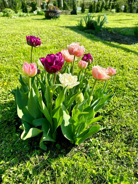 Krásné Barevné Tulipány Květinové Záhoně — Stock fotografie