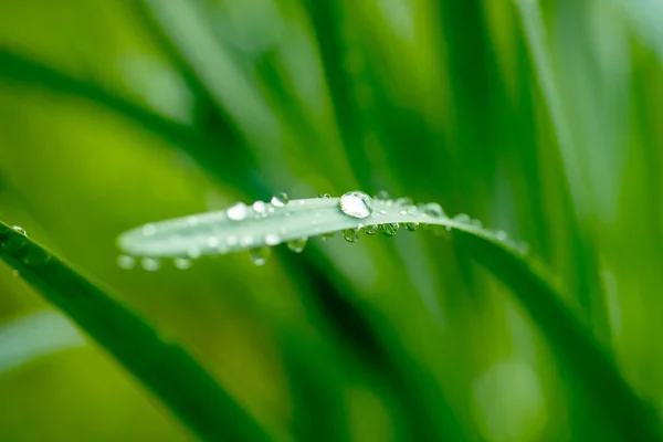 Краплі Води Зеленому Листі Вибірковий Фокус — стокове фото