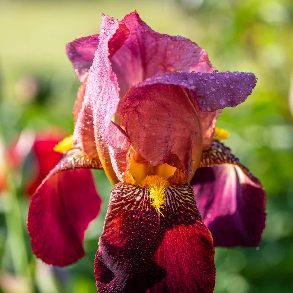 Όμορφη Ανθισμένη Ίριδα Λουλούδι Μακροεντολή — Φωτογραφία Αρχείου