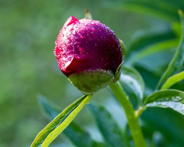 Όμορφο Κόκκινο Λουλούδι Παιώνιος Μπουμπούκι Βροχή Σταγόνες Μακροεντολή — Φωτογραφία Αρχείου