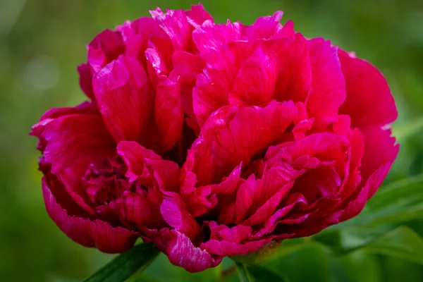 Vacker Blommande Röd Pion Blomma — Stockfoto