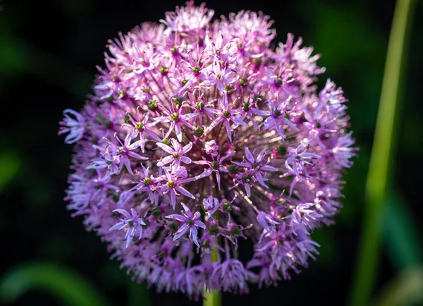 Beautiful Blooming Purple Decorative Onion Allium Flower Garden Macro — Stock Photo, Image