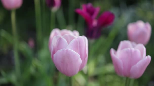 Piękne Kolorowe Różowe Fioletowe Kwitnące Tulipany Kołyszące Się Wietrze — Wideo stockowe