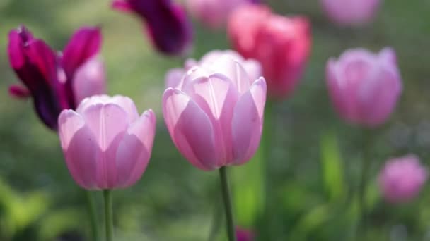 Mooie Kleurrijke Roze Paarse Bloeiende Tulpen Zwaaiend Wind — Stockvideo