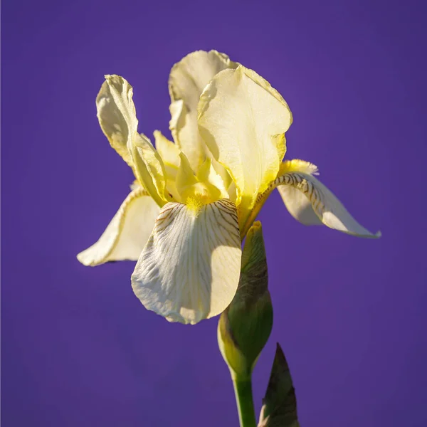 Красива Квітуча Квітка Ірису Фіолетовому Фоні — стокове фото