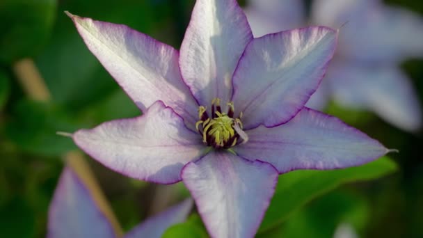 Hermosa Flor Clematis Jardín — Vídeo de stock