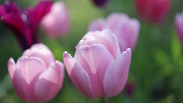 Krásné Barevné Růžové Fialové Kvetoucí Tulipány Houpající Větru — Stock video