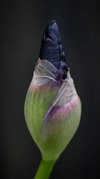 Fresh Iris Flower Bud Dark Background — Stock Photo, Image