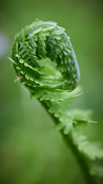Green Young Fern Leaf Macro — Stock Photo, Image