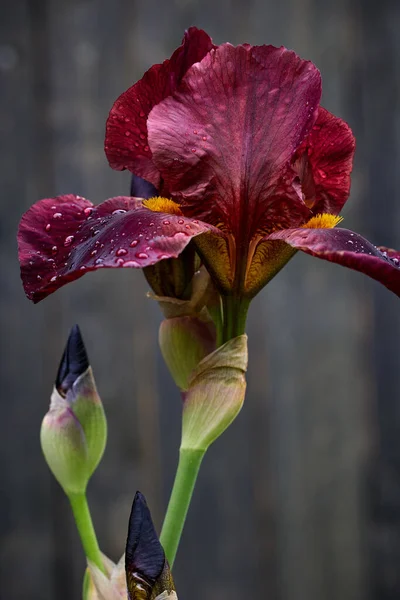 Hermosa Flor Iris Con Gotas Agua Sobre Fondo Gris Oscuro —  Fotos de Stock