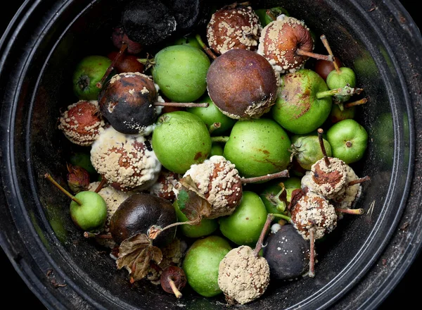 Małe Zielone Uszkodzone Zgniłe Jabłka Koszu Zebrane Ogrodzie Sortowanie Odpadów — Zdjęcie stockowe